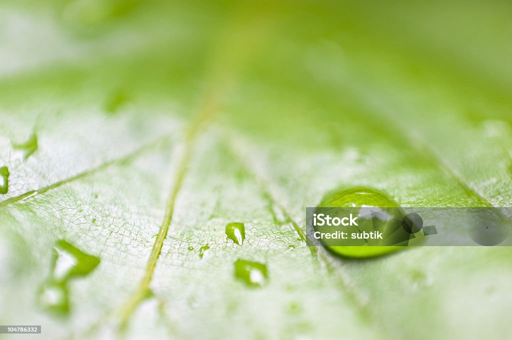 dew 한 잎 - 로열티 프리 0명 스톡 사진
