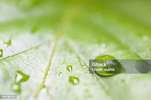 Orvalho Em Uma Folha - Fotografias de stock e mais imagens de Capilar - Vaso sanguíneo - Capilar - Vaso sanguíneo, Cor verde, Flora