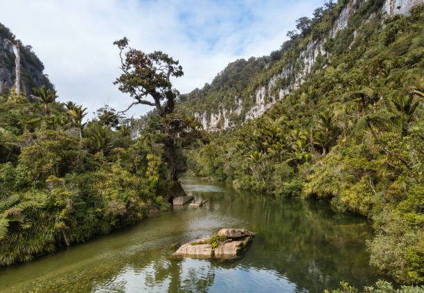 Porarari river near Punakaiki on the West Coast of New Zealand Porarari river near Punakaiki on the West Coast, South Island, New Zealand punakaiki stock pictures, royalty-free photos & images