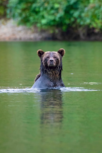 Grizzly bear in a river Bella Coola British Columbia Canada