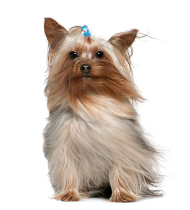 Yorkshire terrier with hair in the wind, 1 and a half years old, sitting in front of white background.