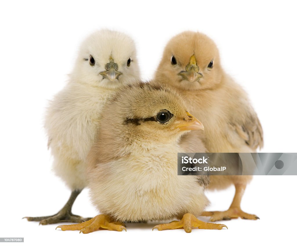 Grupo de tres pollos pie. - Foto de stock de Animal libre de derechos