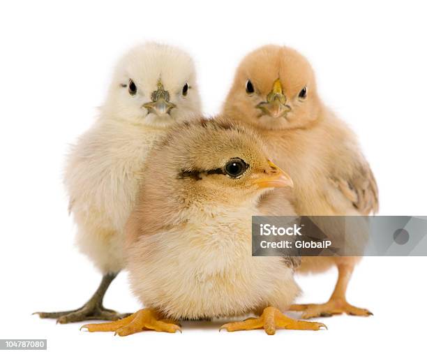 Группа Из Трех Chicks Standing — стоковые фотографии и другие картинки Без людей - Без людей, Белый, Белый фон