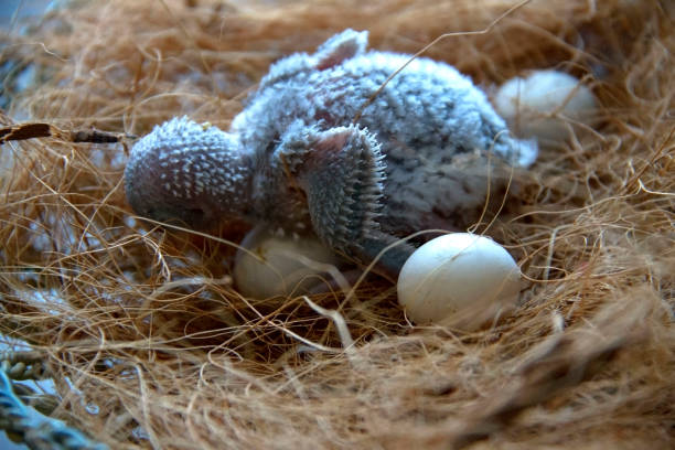 Four day old budgie. stock photo