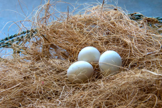 Parrot's eggs stock photo