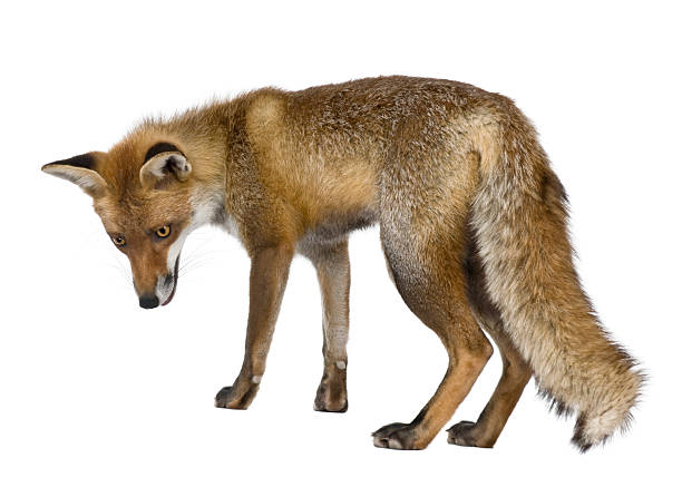 istock Side view of Red Fox, standing and looking down. 104787366