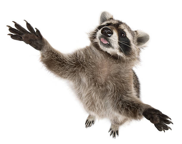 istock High angle view of Raccoon, reaching up. 104787368
