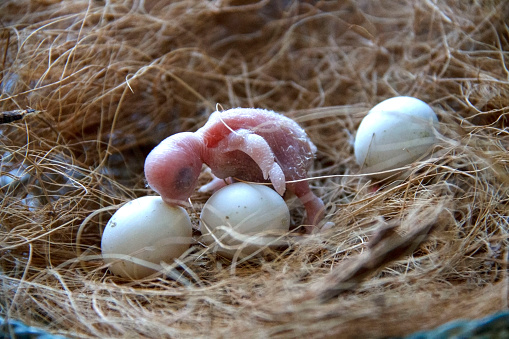 One day old budgie and parrot's eggs in the nest