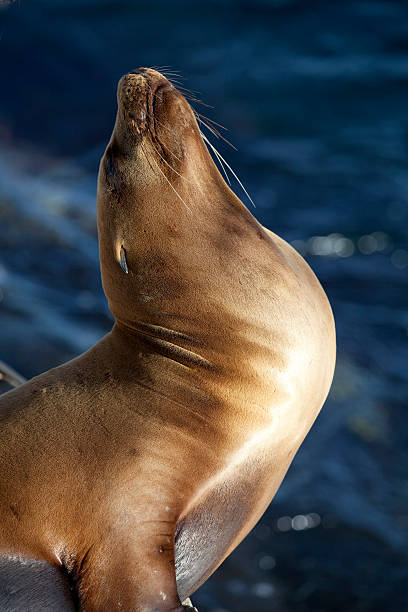 istock California Sea Lion 104787595