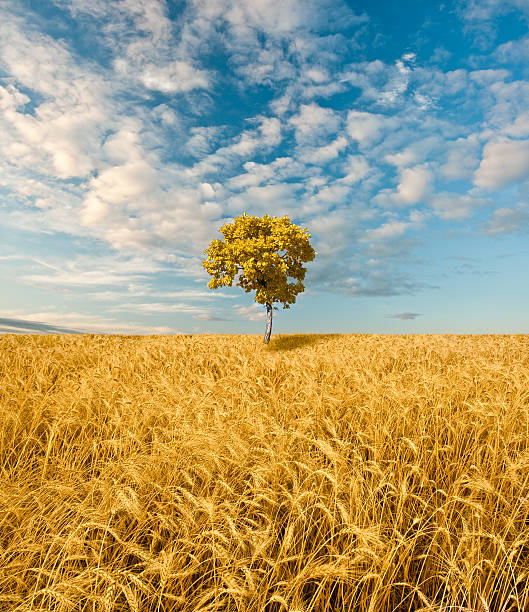 istock alone oak tree standing in the field 104787733