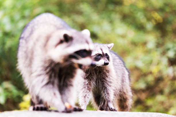 istock Raccoon eating in the park 1047878682
