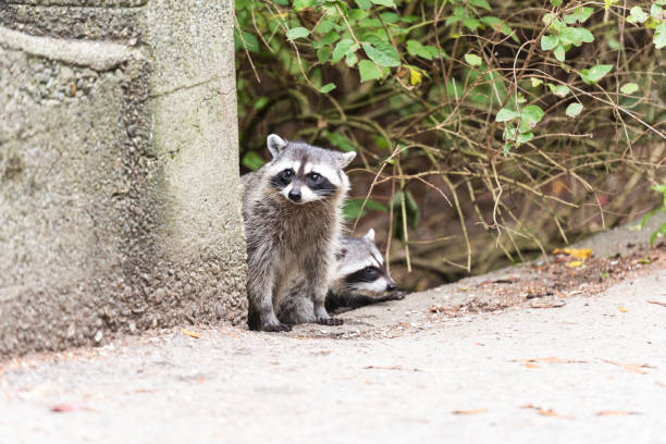 istock Raccoon eating in the park 1047879406
