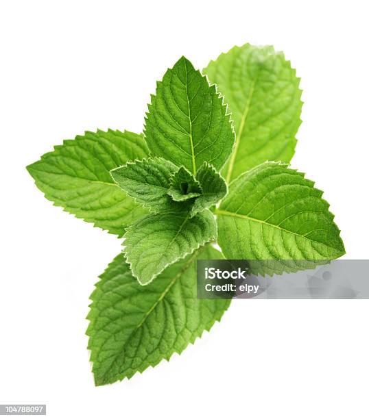 Photo libre de droit de Menthe Fraîche banque d'images et plus d'images libres de droit de Menthe citronnée - Menthe citronnée, Blanc, Couleur verte