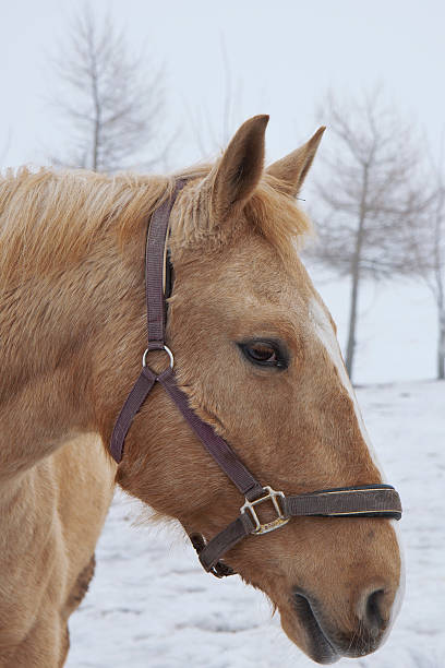 istock Horse in the Snow 104788891