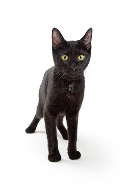 istock Black Kitten Yellow Eyes Standing Isolated 1047893996