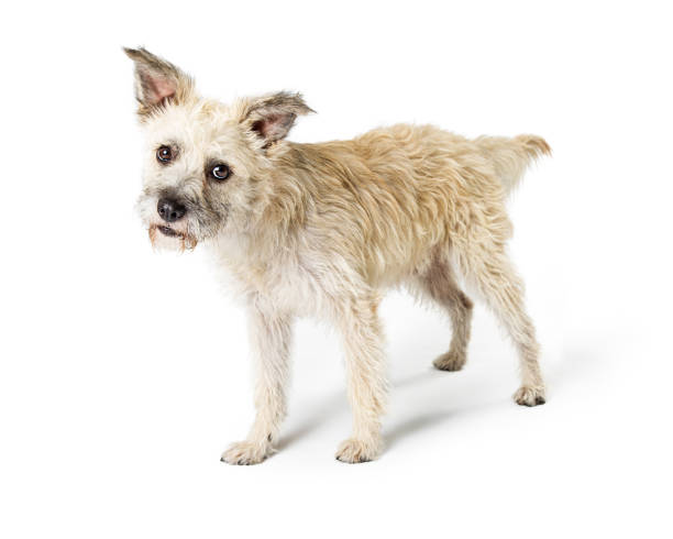 istock Curious Terrier Dog Tilting Head Listening 1047894316