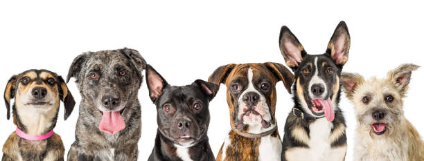 istock Row of Cute Mixed Breed Dog Faces 1047894480