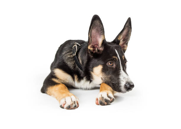 istock Cute Shepherd Crossbreed Dog Lying Looking Side 1047896700