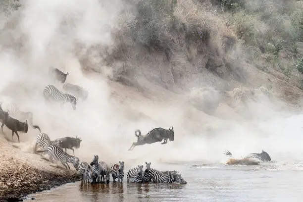 Photo of Wildebeest and Zebra Mara River Crossing