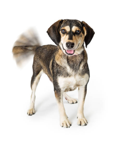 Happy Smiling Dog Wagging Tail Looking at Camera stock photo