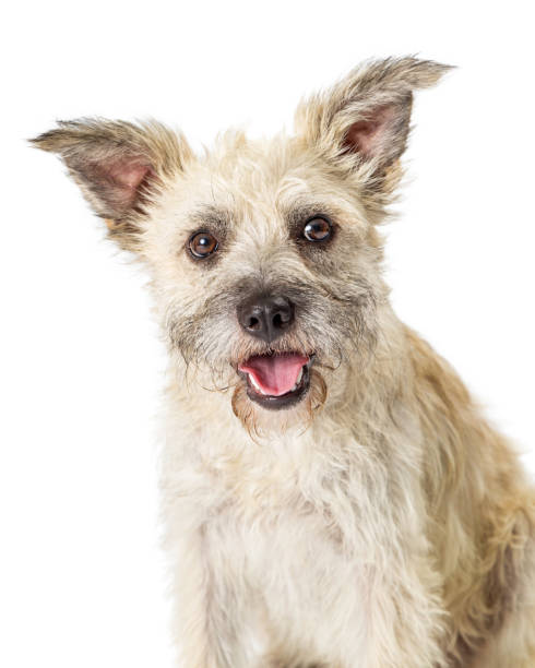 istock Close-up Happy Terrier Crossbreed on White 1047897332