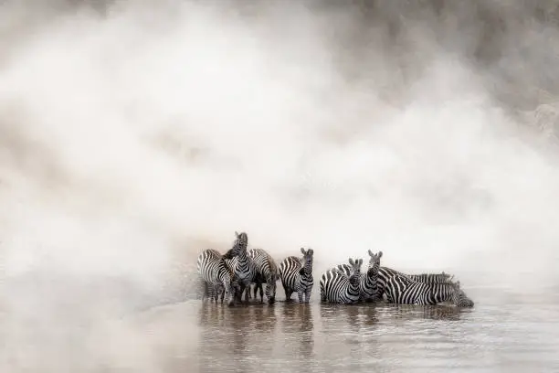 Herd of migrating zebra stopping for a drink of water in Africa's Mara River with room for text in dramatic dusty background