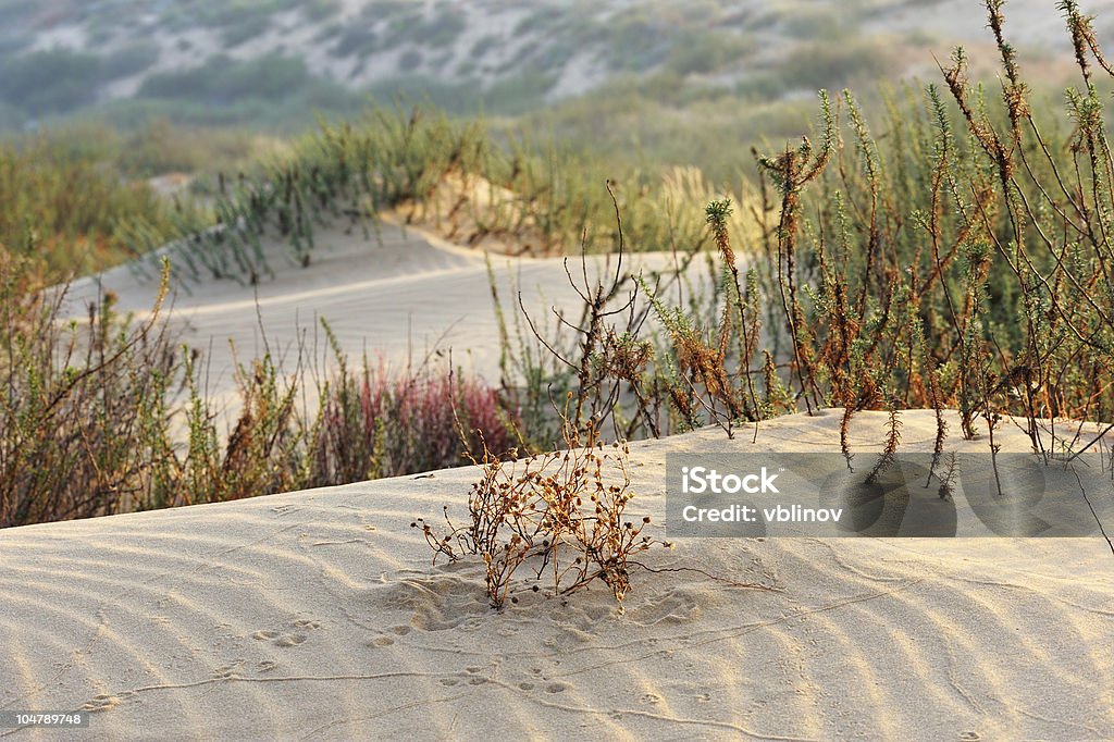 The sand Desert in the spring, early in the morning. Arid Climate Stock Photo