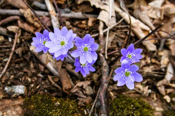 Purple flowers blooming at the beginning of Spring in Ontario, Canada