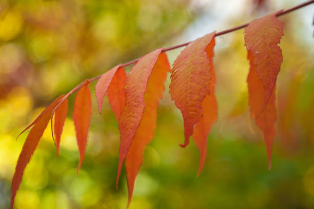 istock Red leaves on a tree in autumn 1047900978