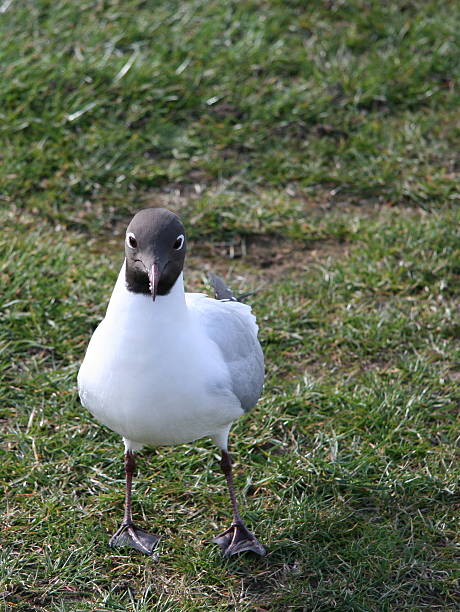 black headed gill stock photo