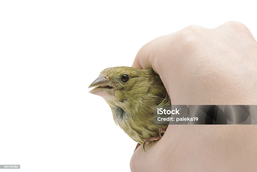 Greenfinch - Photo de Amitié libre de droits