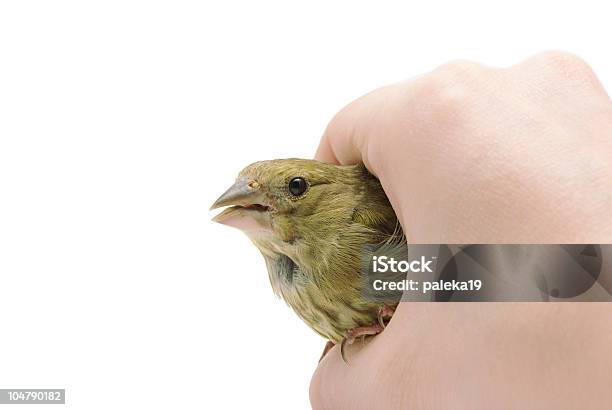 Greenfinch - Fotografias de stock e mais imagens de Amizade - Amizade, Animal, Animal macho