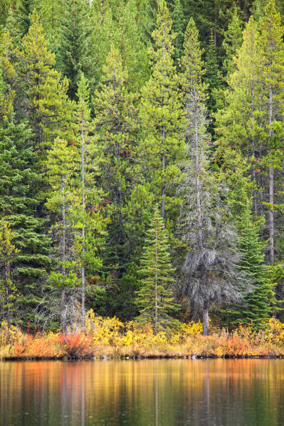 istock A background of a forest and a mountain lake 1047901944
