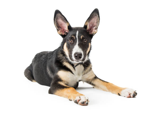 istock Young Shepherd Crossbreed Dog Lying Down 1047902184