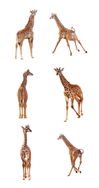 istock Baby Giraffe in Various Positions on White 1047902266