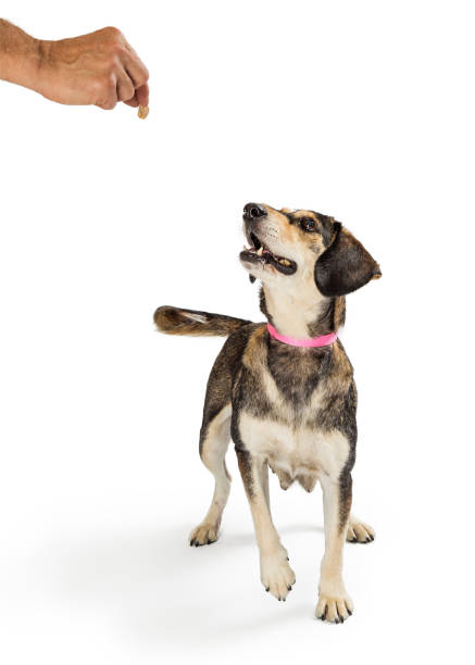 istock Training Good Dog With Treats 1047902274