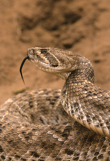 istock Coiled Diamondback rattlesnake with Tongue 104790249