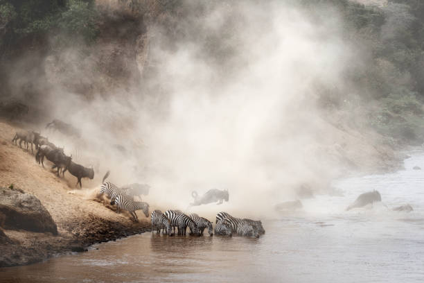 istock Zebra and Wildebeest Migration in Africa 1047902598