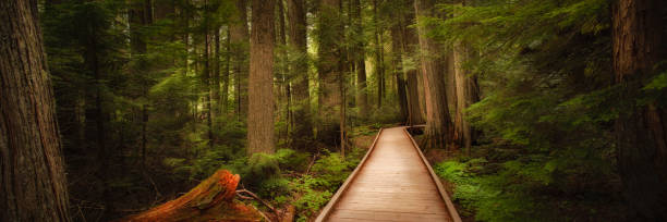 trail of the cedars in glacier national park, montana - cedar tree tree montana woods imagens e fotografias de stock