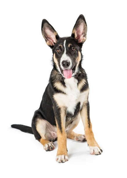 istock Shepherd Crossbreed Young Dog Happy Expression 1047904828