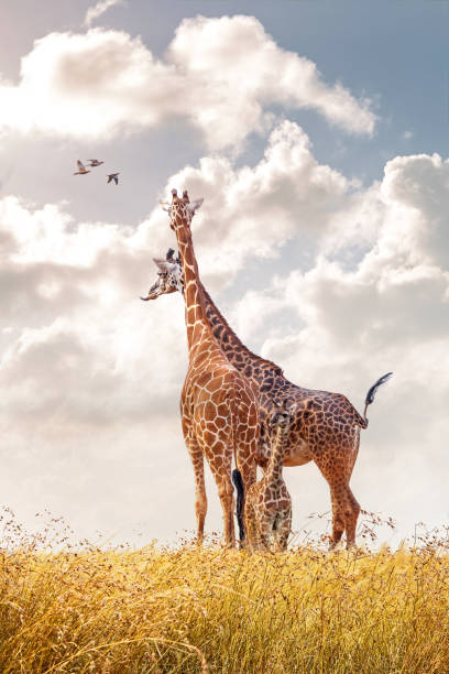 famiglia di giraffe masai in africa praterie - masai giraffe foto e immagini stock
