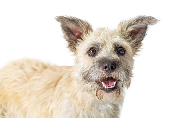 istock Closeup White Terrier Dog Happy Expression 1047905098