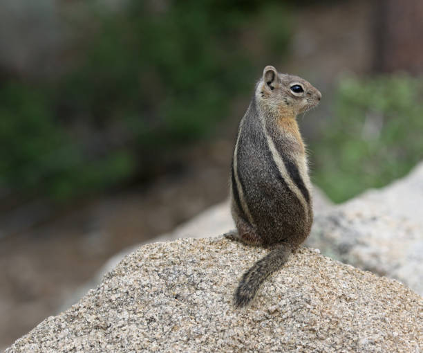 istock Golden-mantled Ground Squirrel on a Rock 1047906800