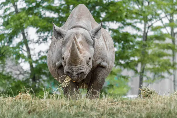 Black Rhino Eating