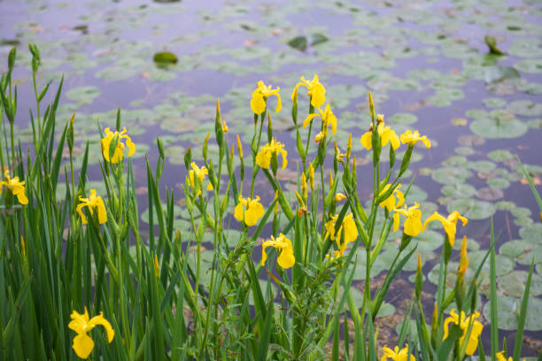 Yellow iris by lily pond
