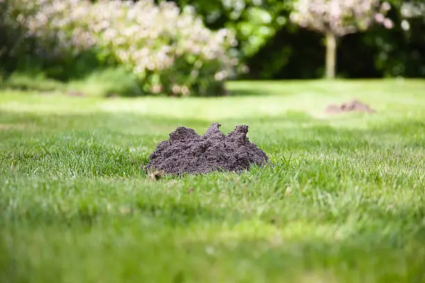 A mole mound in the garden, shallow depth of field, 2nd mole mound also visible.