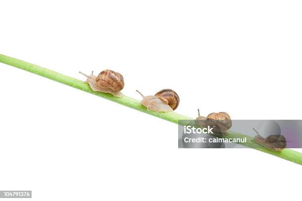 Familie Der Schnecke Klettert Stockfoto und mehr Bilder von Auswanderung und Einwanderung - Auswanderung und Einwanderung, Braun, Erfolg