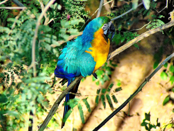 santa cruz, biocentro gumbé (centro de bio guembe) - amazonas state fotos - fotografias e filmes do acervo