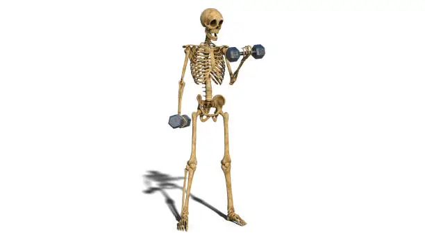 Photo of Funny skeleton exercising with dumbbells, human skeleton lifting weights on white background, 3D render