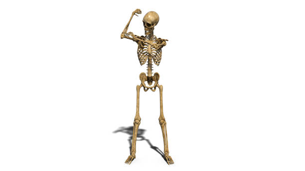 istock Funny skeleton flexing arm muscles, human skeleton isolated on white background, 3D render 1047914300
